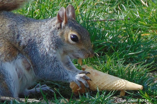 squirrel eating ice cream cone on National Mall