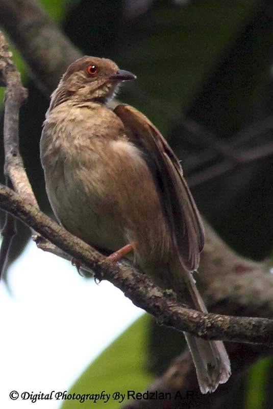 Red-eyed Bulbul (Pycnonotus brunneus)