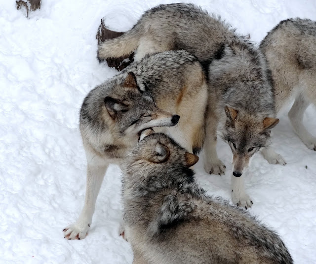 parc omega in winter