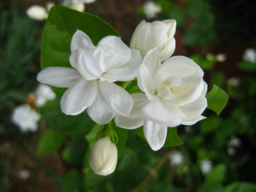 Jasmine Flower Wallpaper