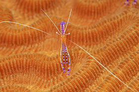 http://phys.org/news/2016-01-post-exercise-fog-muddies-see-through-shrimp.html