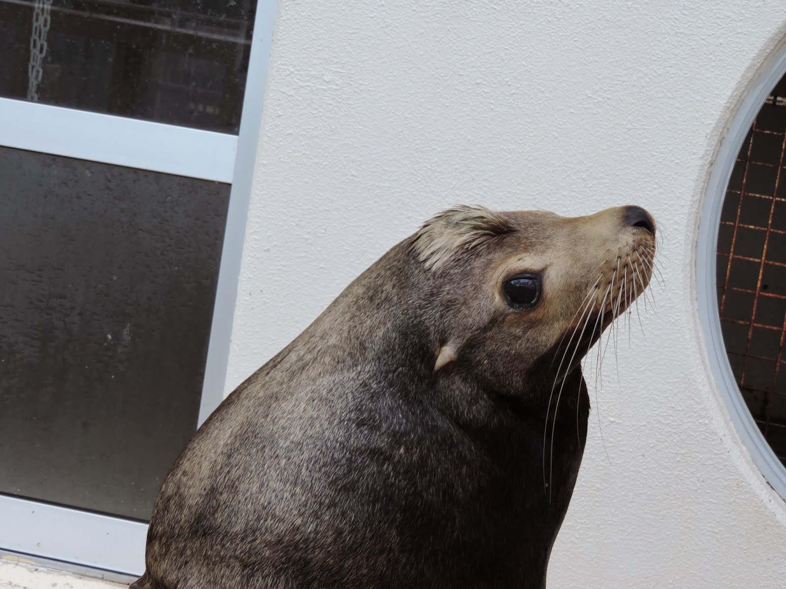 かめきちの水族館ブログ 桂浜水族館 14 08 15