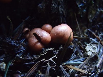 grzyby 2016, grzyby w październiku, grzyby w rezerwacie, rezerwat Kozie Kąty, kolory jesieni, muchomor czerwony Amanita muscaria, grzybówka Mycena,  rulik nadrzewny [groniasty] Lycogala epidendrum,  Galaretnica mięsista Ascocoryne sarcoides