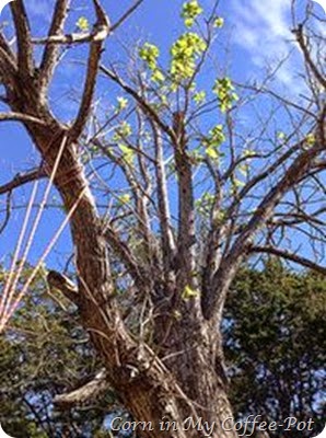 catalpa november 1 new growth