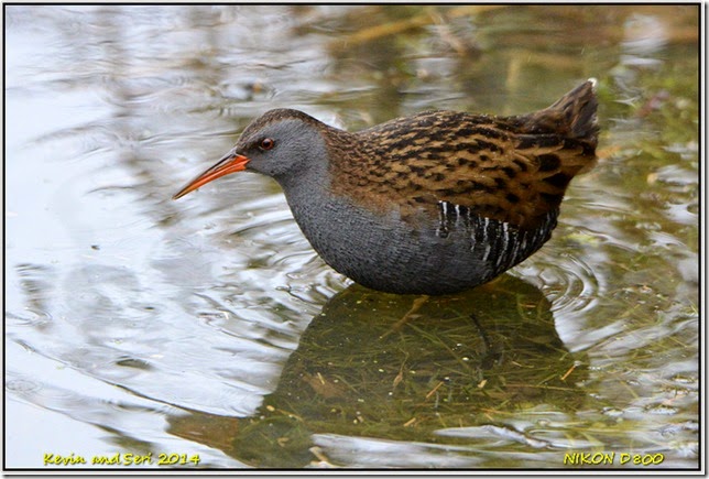 Slimbridge WWT - December
