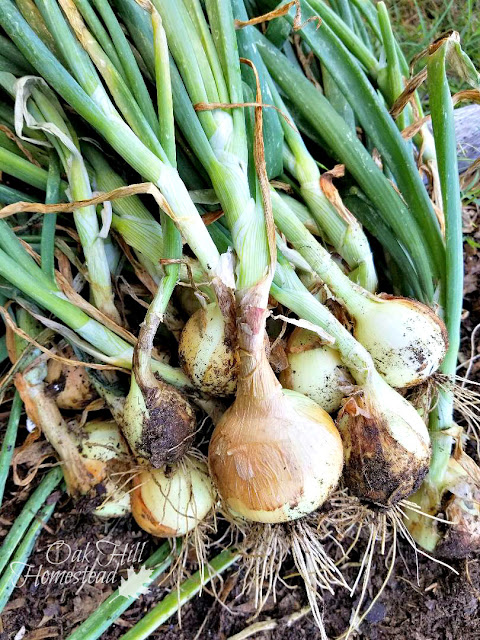 Onion harvest