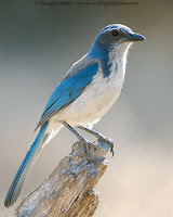 Photographs Of Birds