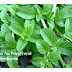 Bạc hà Âu Pennyroyal ( Mentha pulegium,MEN00183 )