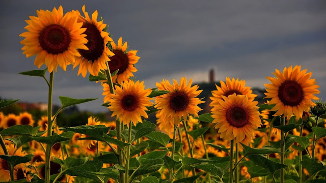 Sunflowers