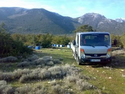 ΜΕΛΙ ΣΕΤΤΑΣ