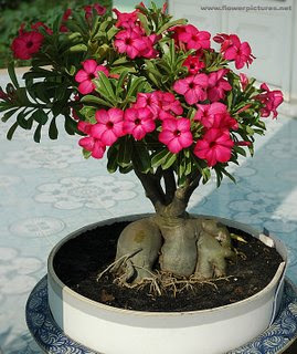 POHON BUNGA ADENIUM