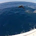 Δελφίνια έδωσαν την δική τους παράσταση μπροστά στα μάτια έκπληκτων ψαράδων! (Βίντεο)