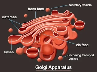 golgi apparatus, badan golgi, fungsi badan golgi