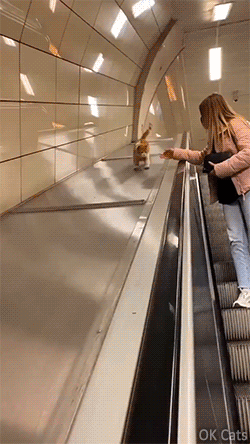 Funny Cat GIF • Amazing cat sliding alongside an escalator [ok-cats.com]