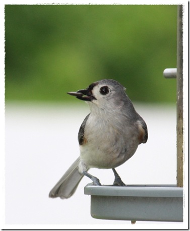 tufted_titmouse