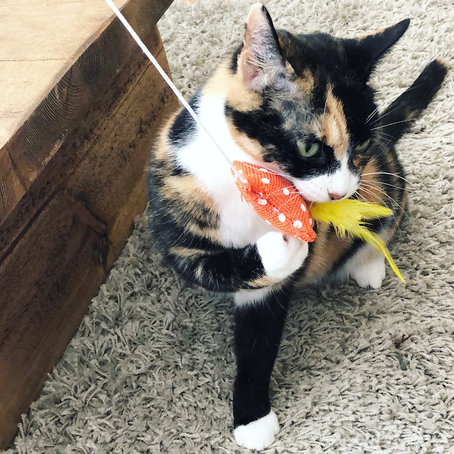 I wasn't planning on adopting a cat this year, but sometimes life takes you in different directions just when you need it. Here's how I came to meet my purrfect Poppy cat...