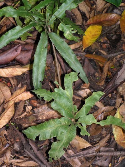 Pokok herba,bunga, ulaman dan segala jenis tumbuhan: pokok 