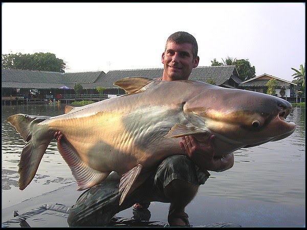 foto ikan patin terbesar di indonesia}