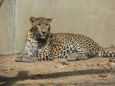Macan Tutul Srilanka (Panthera Pardus Kotiya)
