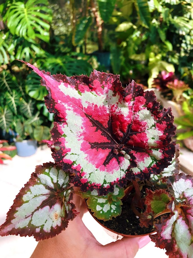 Begonia Harmony’s Dance of Dragons – A Rare Botanical Beauty
