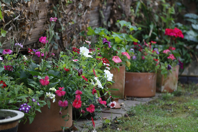 Summer Pots & Baskets with Petunia, Lobelia, Geranium, Verbena, Stocks & Dianthus