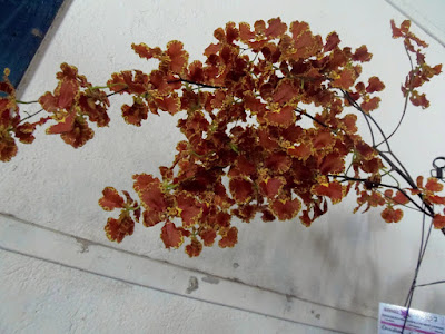 Grow and care Oncidium forbesii orchid - Forbes' Oncidium