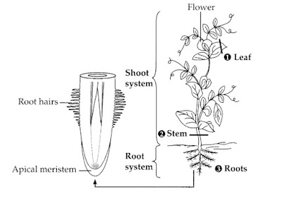 Systems in plants