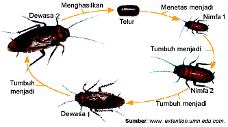 Cantik Macam Macam Bentuk Rumah