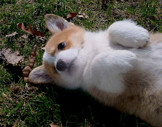 Pembroke Welsh Corgi Wallpaper