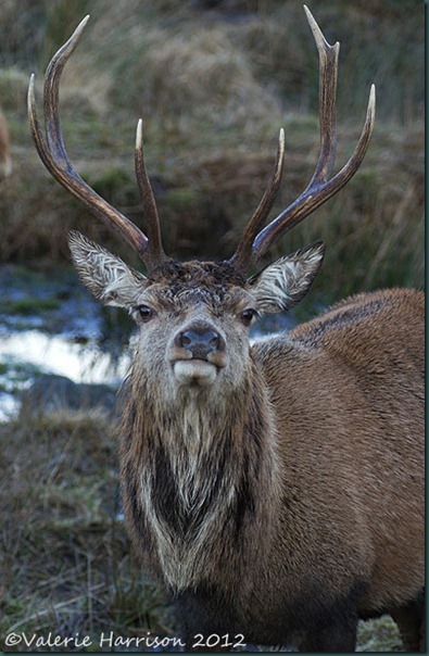 14-red-deer