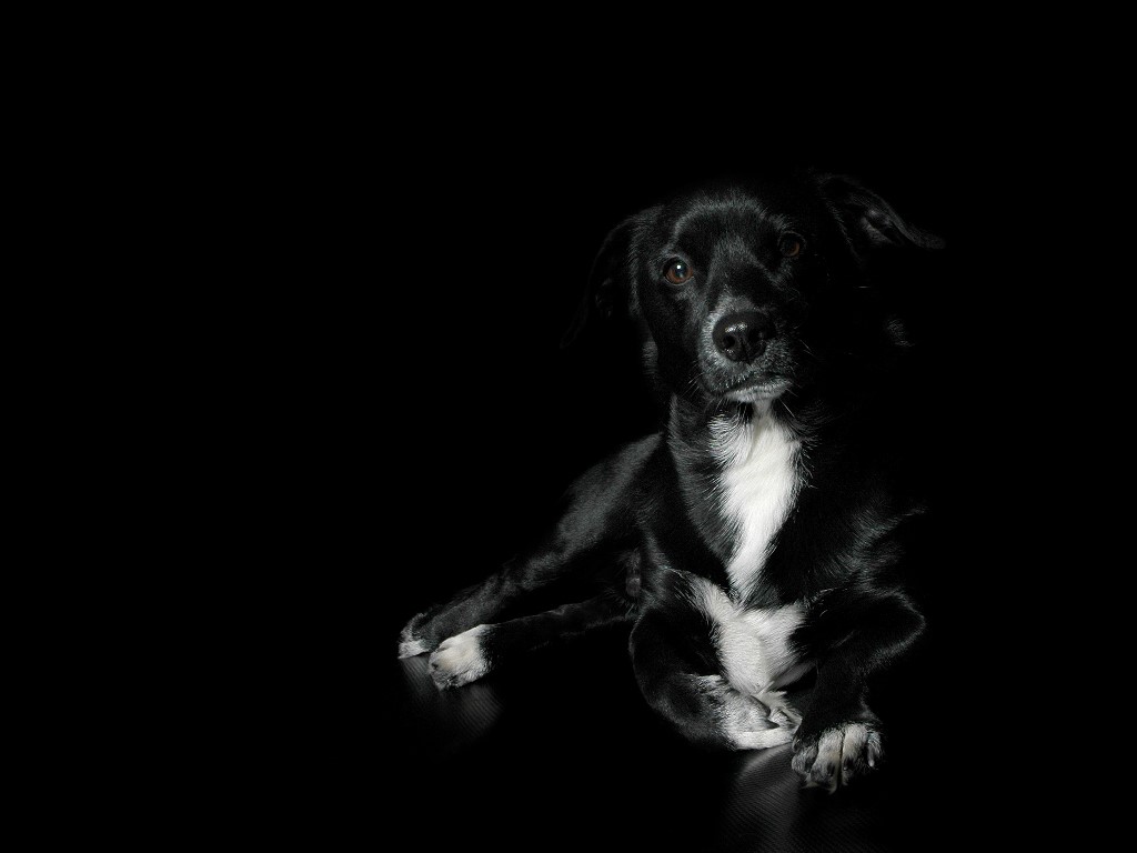 Dog Wallpaper