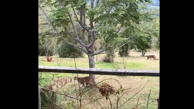 Vídeo registra familia de Pumas en San Juan de la Costa