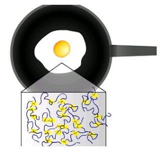 perubahan kimia telur