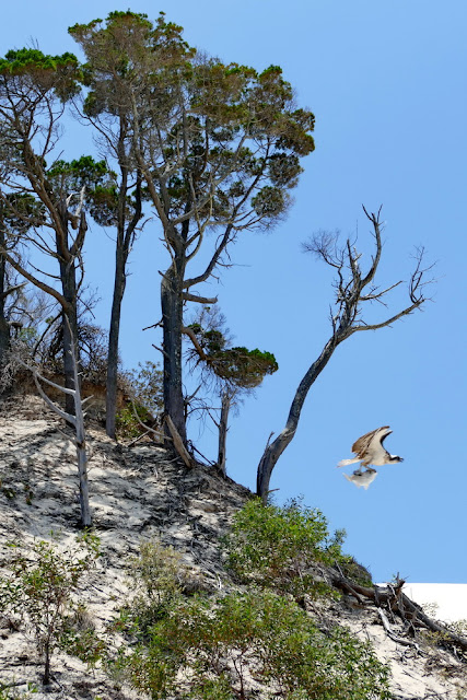 Adler, Seeadler, Moreton Island, Insel, Fisch, Beute