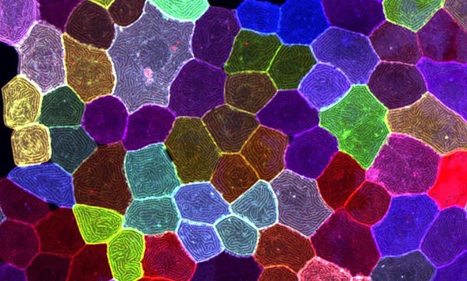 Cientistas de Taiwan descobrem nova forma de divisão celular