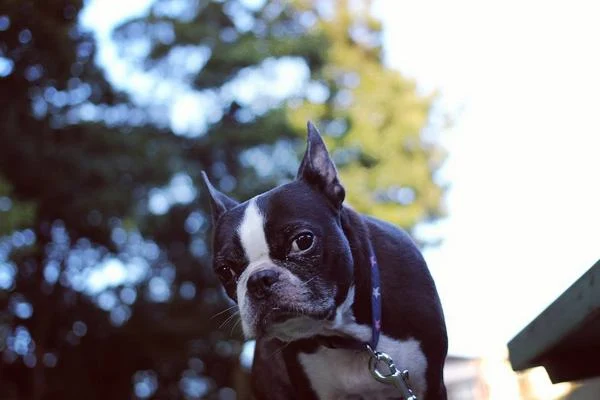 Boston Terrier - Differences Between the Boston Terrier and French Bulldog