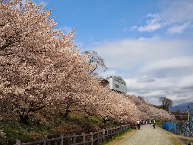 一ノ堰ハラネ　春めき桜