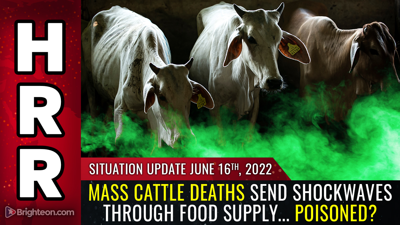 Mass CATTLE deaths send shockwaves through food supply as speculation rises: Are they being poisoned on purpose?