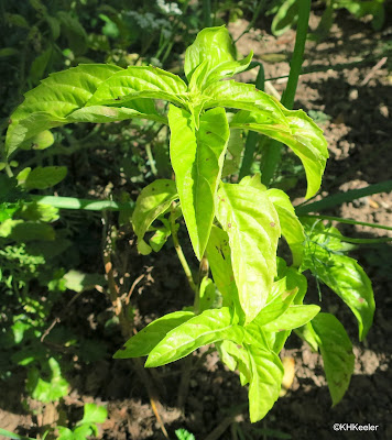 basil, Oncimum