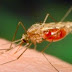 A New Drug Resistant Strain Of Malaria Has Been Discovered