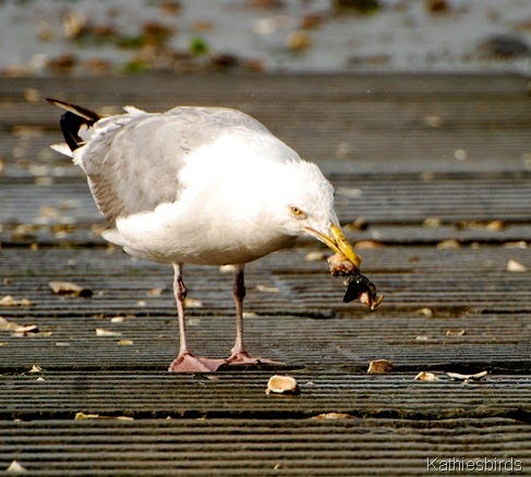 DSC_0047-kab