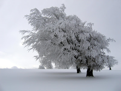 Winter Backgrounds