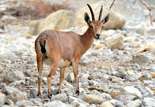 ibex and en gedi wadi david national park in israel