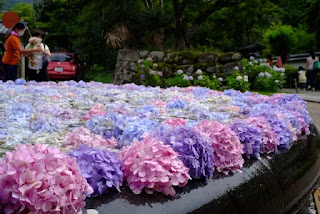 具足池に浮かべられたあじさいの花