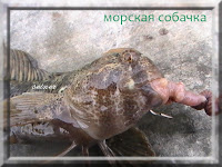 Морская собака