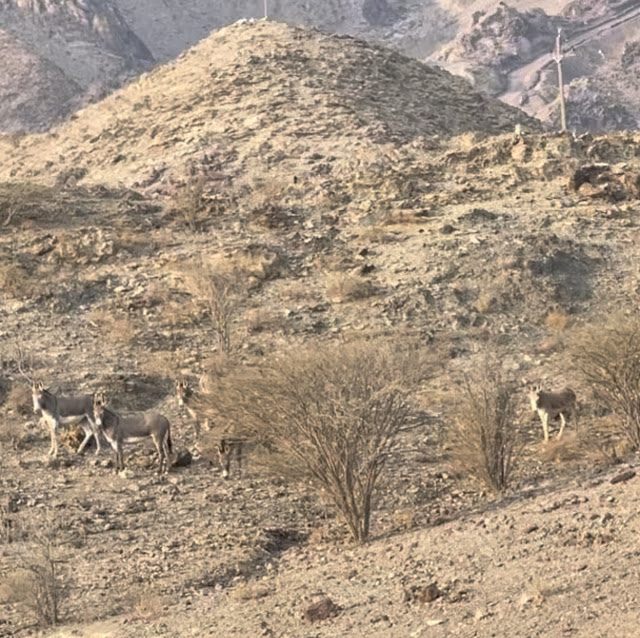 Animals in Hatta