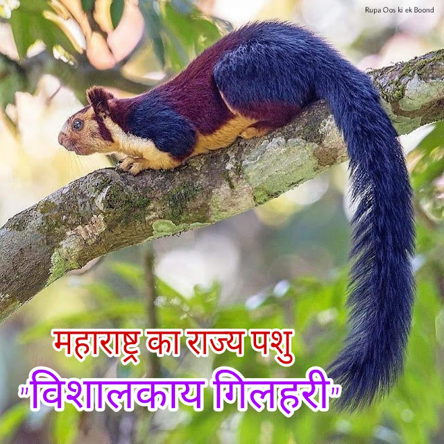 महाराष्ट्र का राज्य पशु "विशालकाय गिलहरी" || State Animal of Maharashtra "Giant Squirrel"