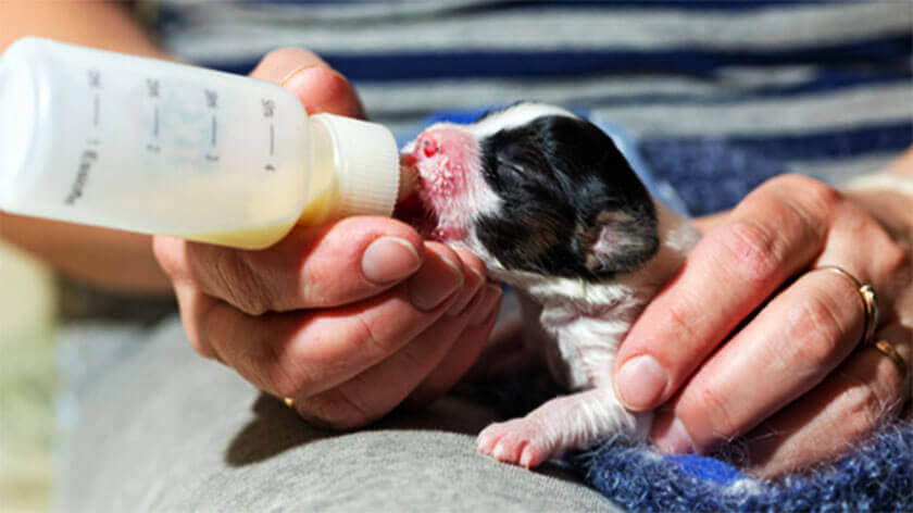 what to feed newborn puppies without mother, newborn puppy feeding, how often do newborn puppies eat, what to feed newborn puppies, what to feed newborn puppies