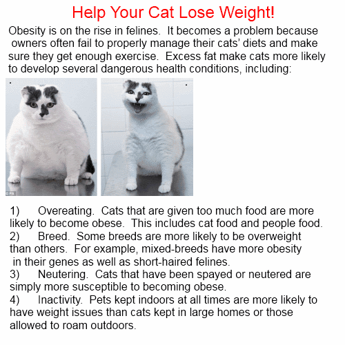 Chose1ofBest: Weight cat - help your cat lose weight