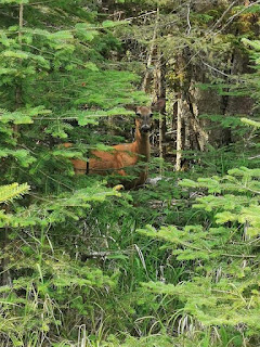Deer at Sleeping Giant Provincial Park